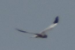 enghauk - ML642008676
