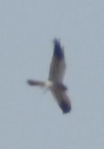 enghauk - ML642008678