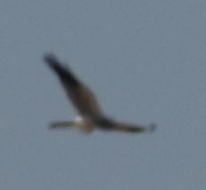 enghauk - ML642008681