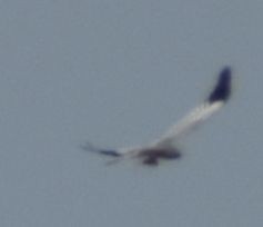 enghauk - ML642008682