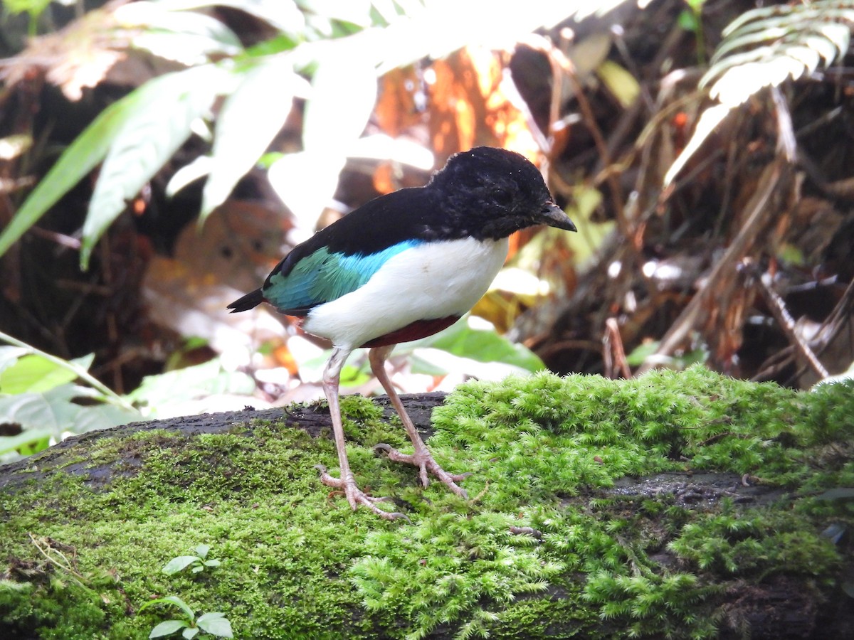 hvitbrystpitta - ML642008684