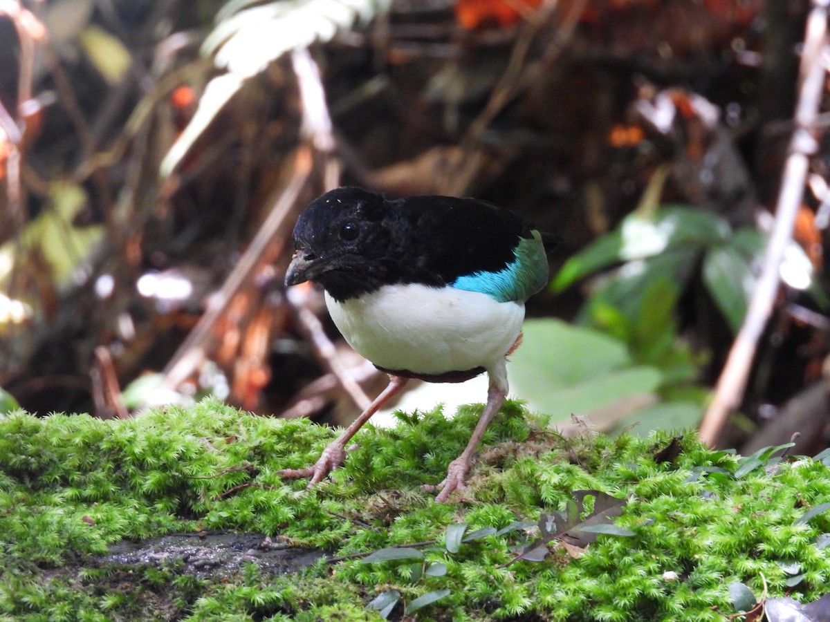 hvitbrystpitta - ML642008685