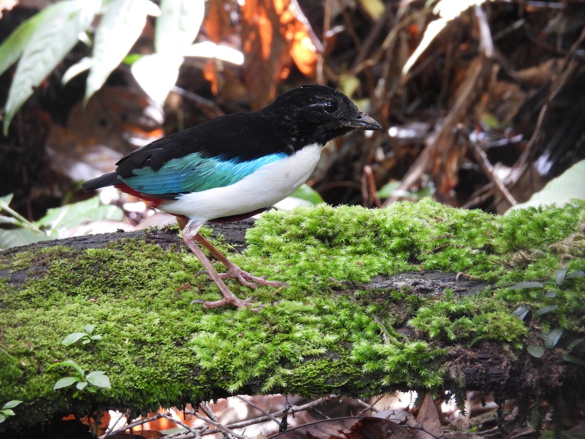 hvitbrystpitta - ML642008686