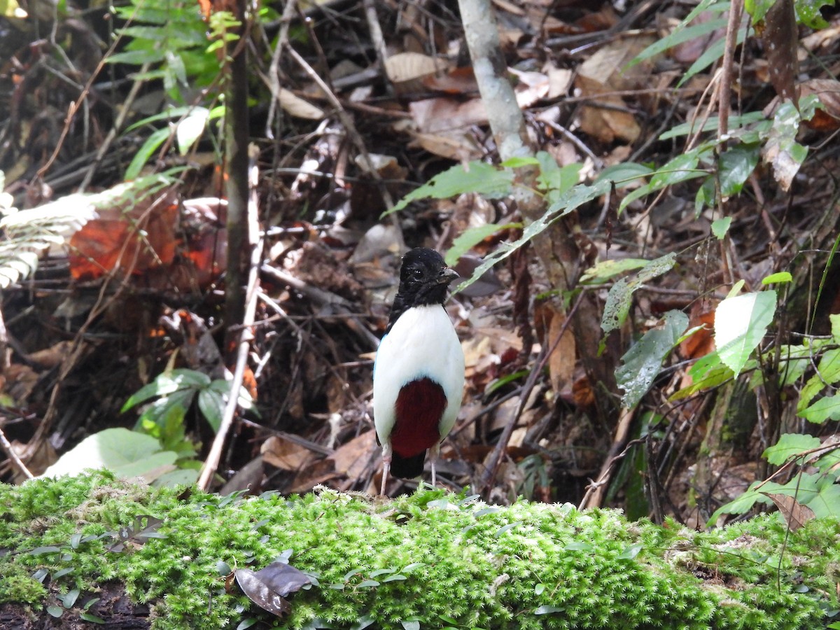 hvitbrystpitta - ML642008687