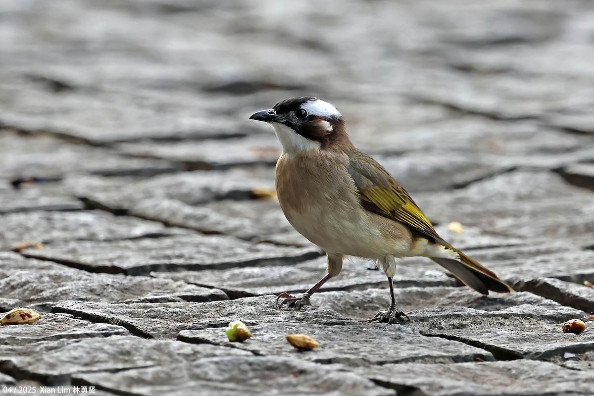 kinabylbyl (sinensis) - ML642008703