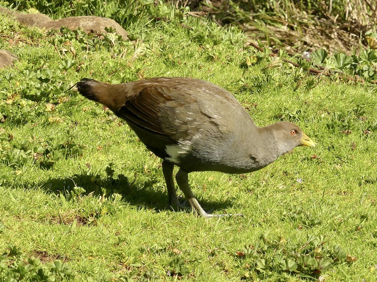 Tasmanian Nativehen - ML642008714