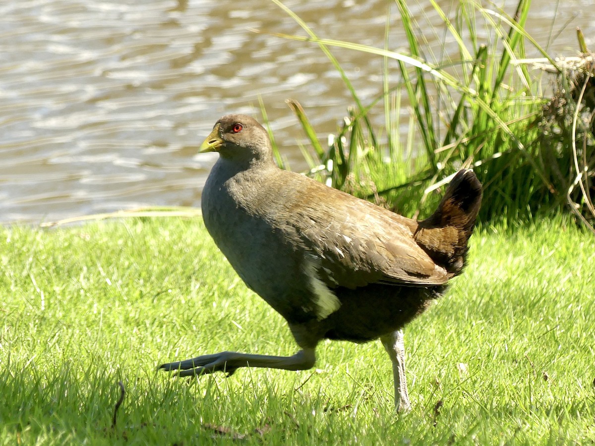 Tasmanian Nativehen - ML642008715