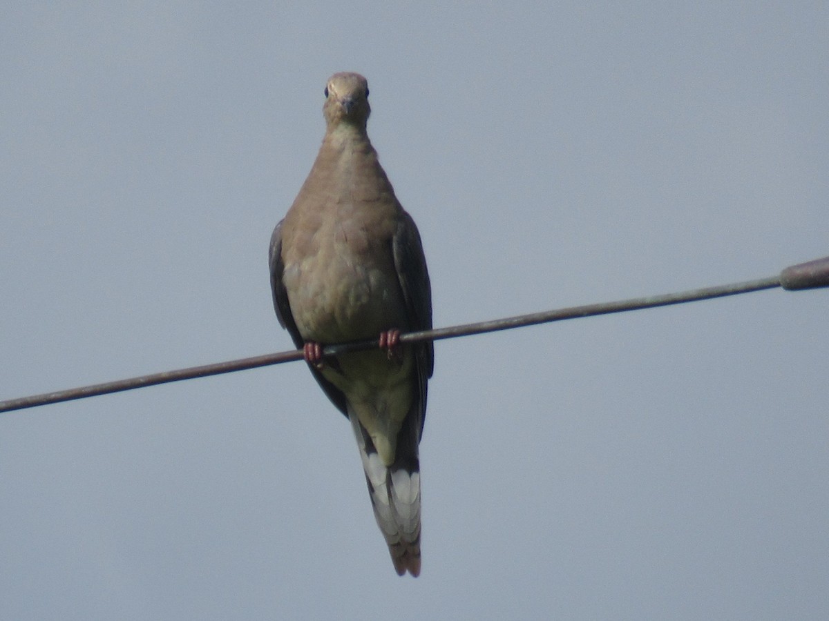 Mourning Dove - ML642008730