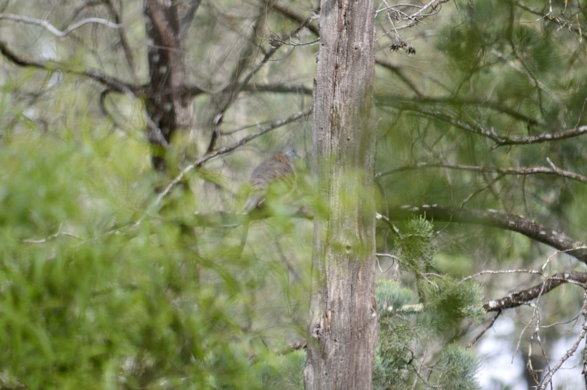 Bar-shouldered Dove - ML642008732
