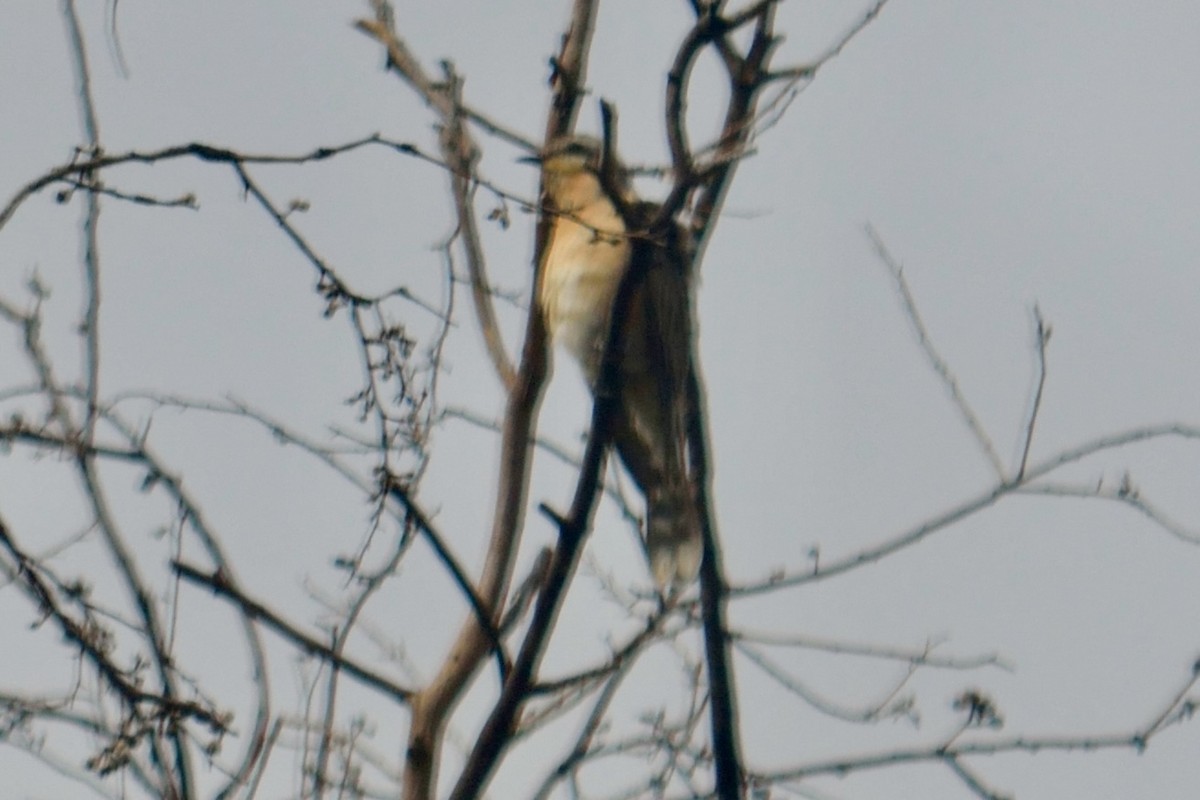 Fan-tailed Cuckoo - ML642008735