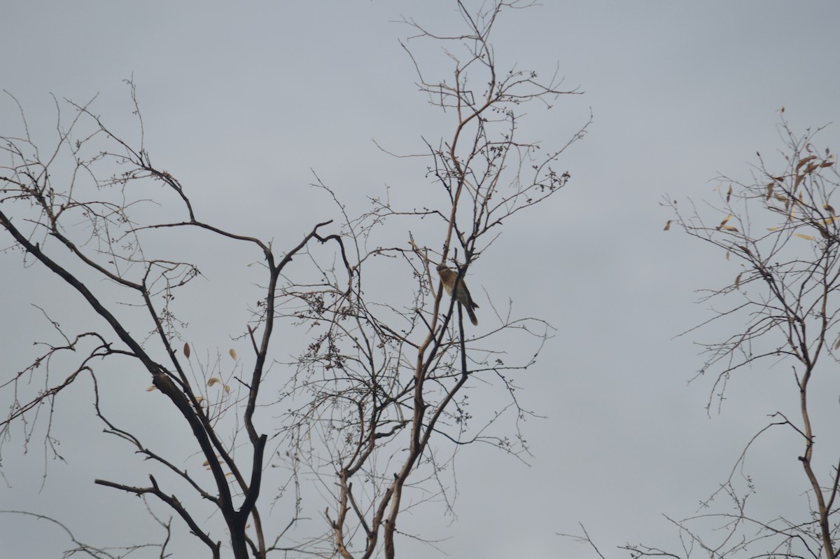 Fan-tailed Cuckoo - ML642008736