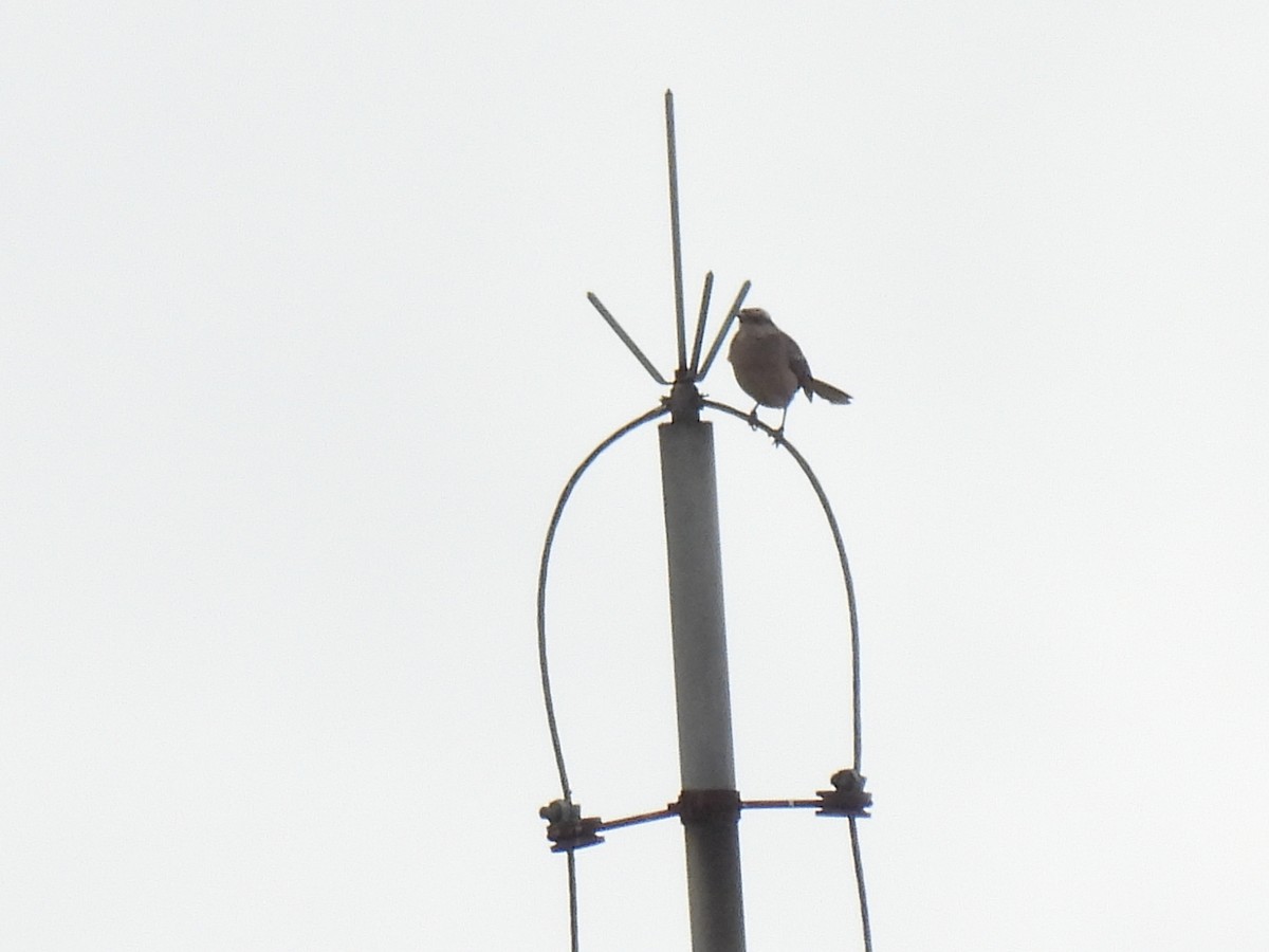 Chalk-browed Mockingbird - ML642008737