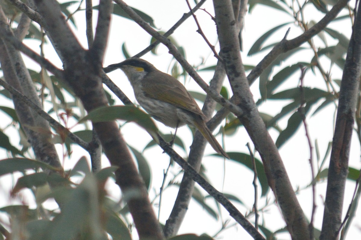 Singing Honeyeater - ML642008739