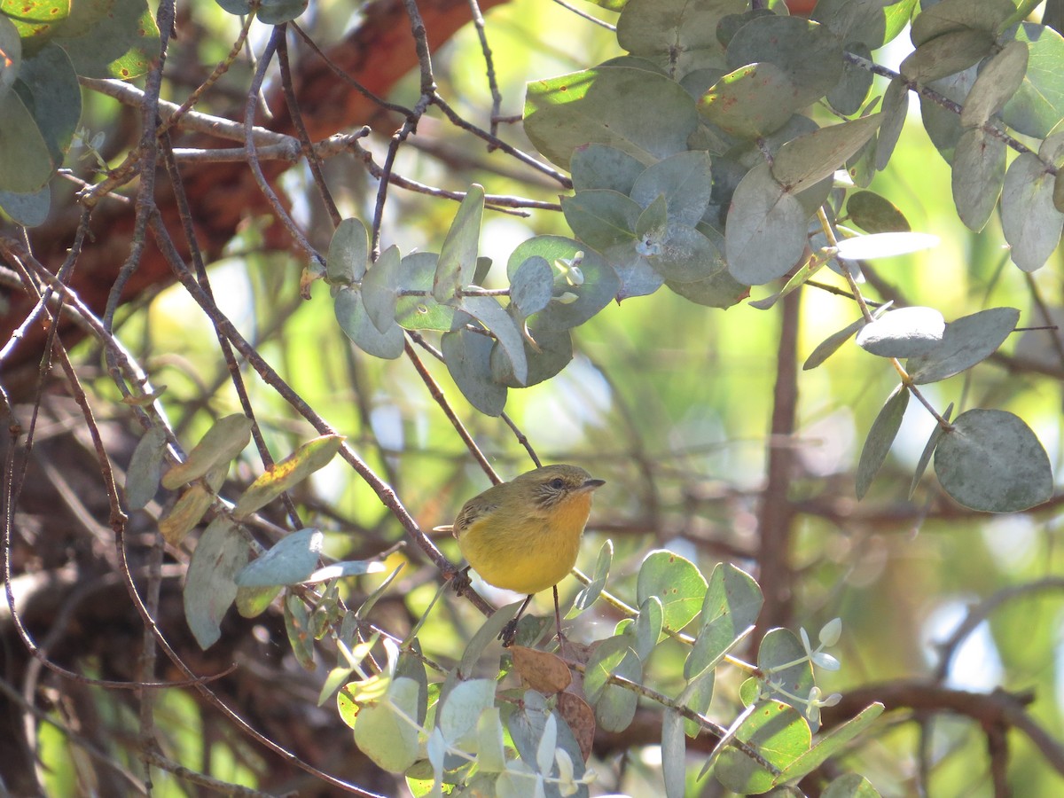 Yellow Thornbill - ML642008741