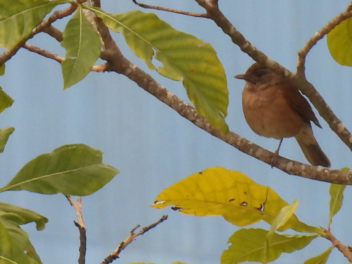 Pale-breasted Thrush - ML642008742