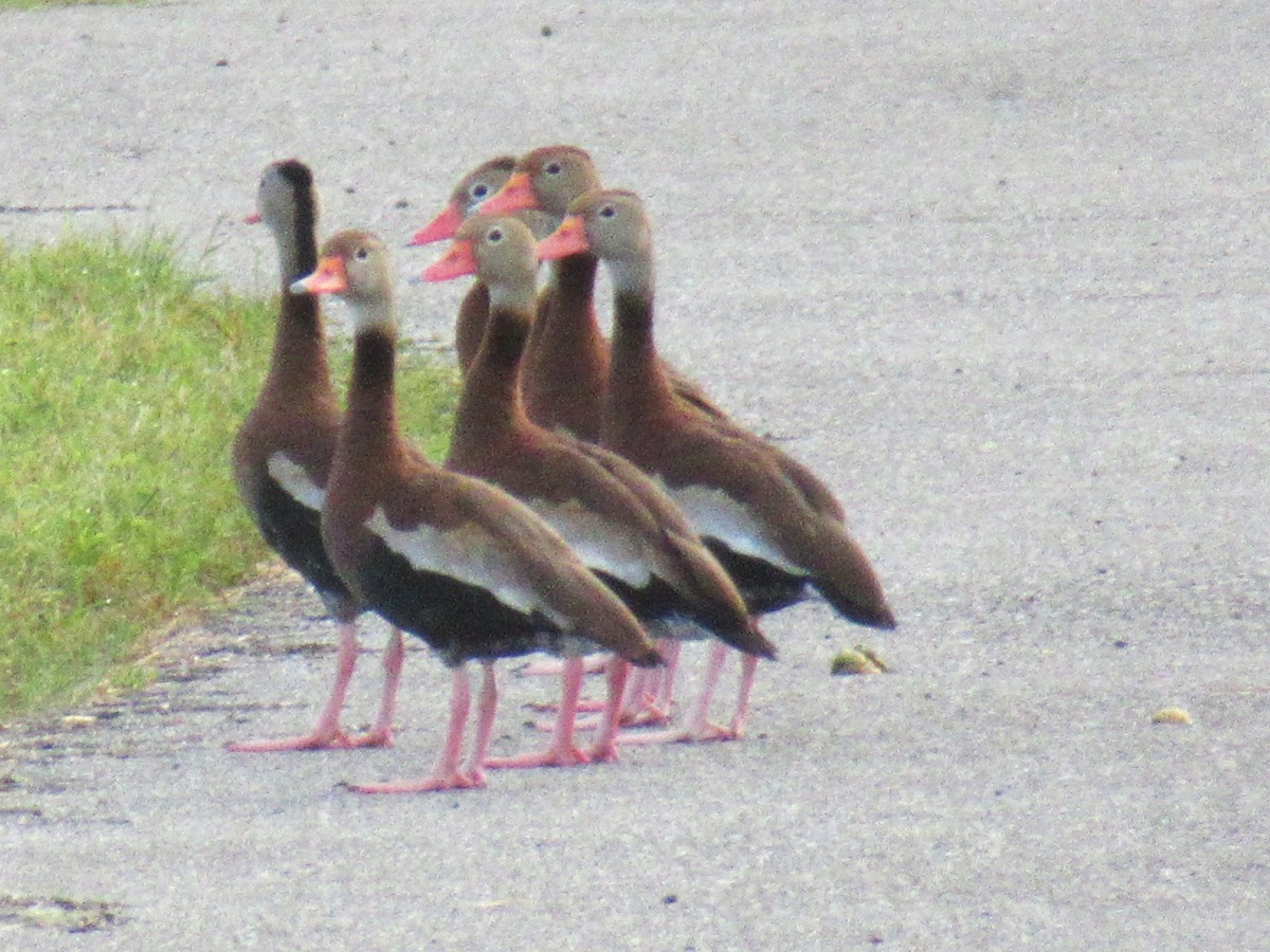 Black-bellied Whistling-Duck - ML642008746