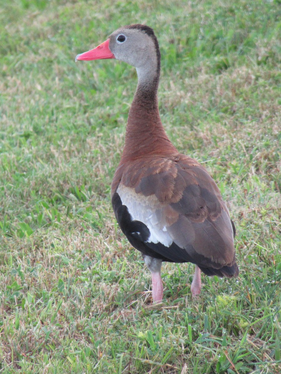 Black-bellied Whistling-Duck - ML642008747