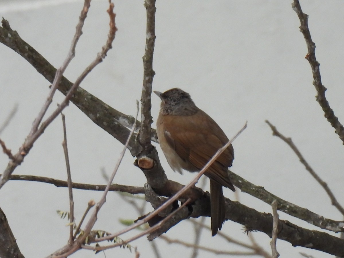 Pale-breasted Thrush - ML642008749