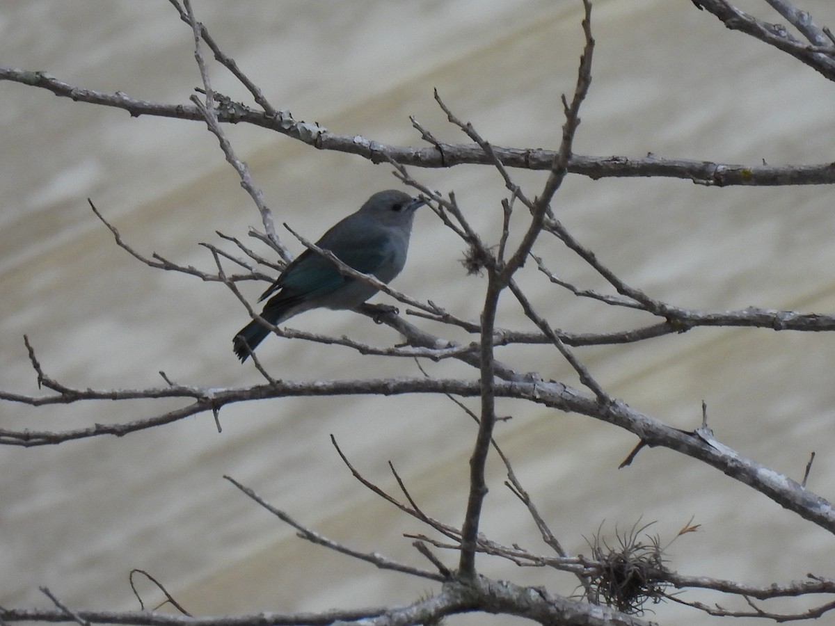 Sayaca Tanager - ML642008756