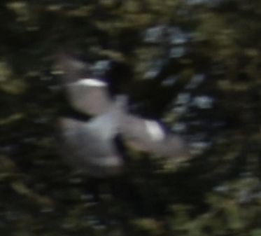 Common Wood-Pigeon - ML642008757
