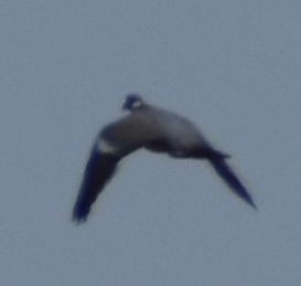 Common Wood-Pigeon - ML642008758