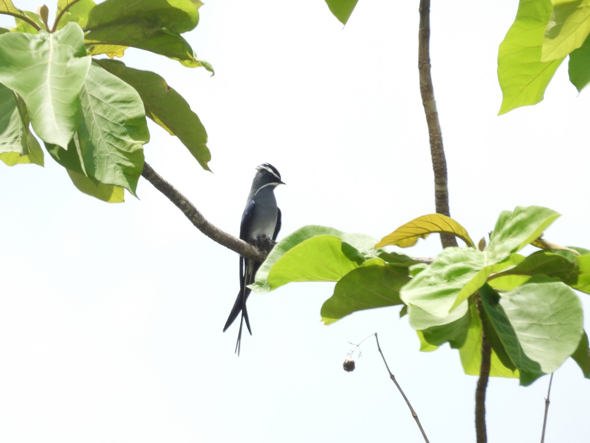 Moustached Treeswift - ML642008763