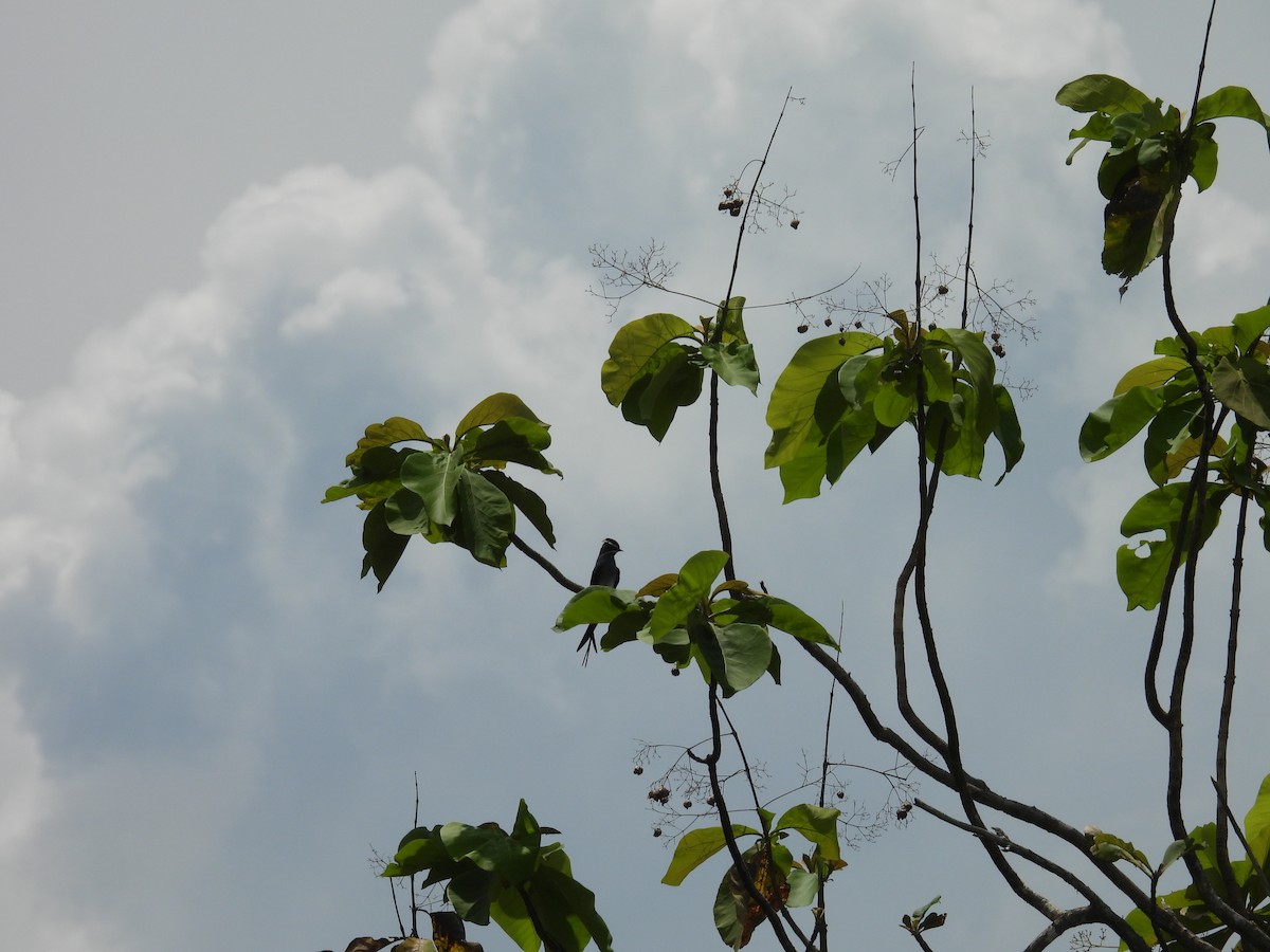 Moustached Treeswift - ML642008764