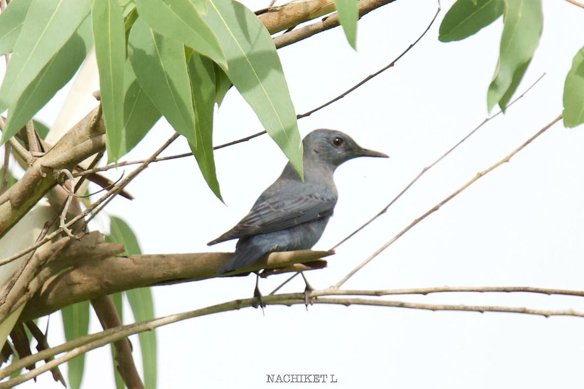 藍磯鶇 - ML642008766