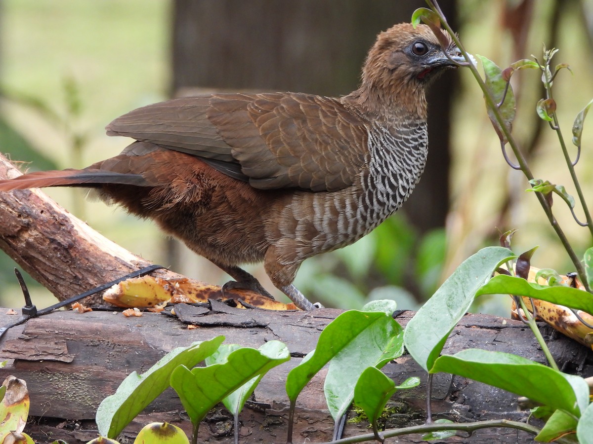 Scaled Chachalaca - ML642008767