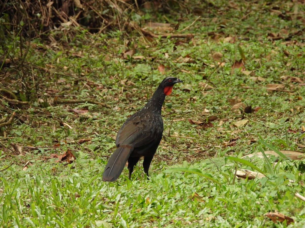 Dusky-legged Guan - ML642008770