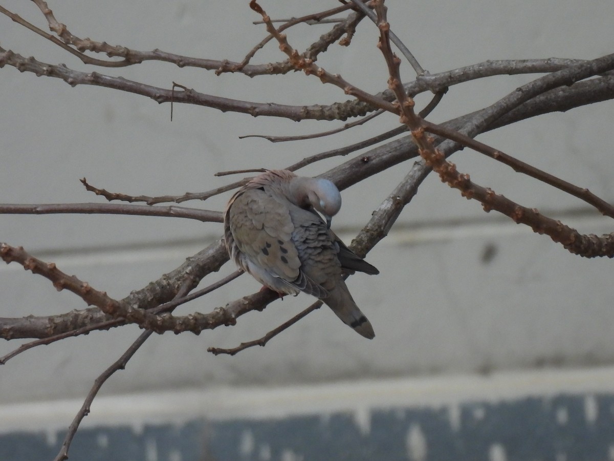 Eared Dove - ML642008774