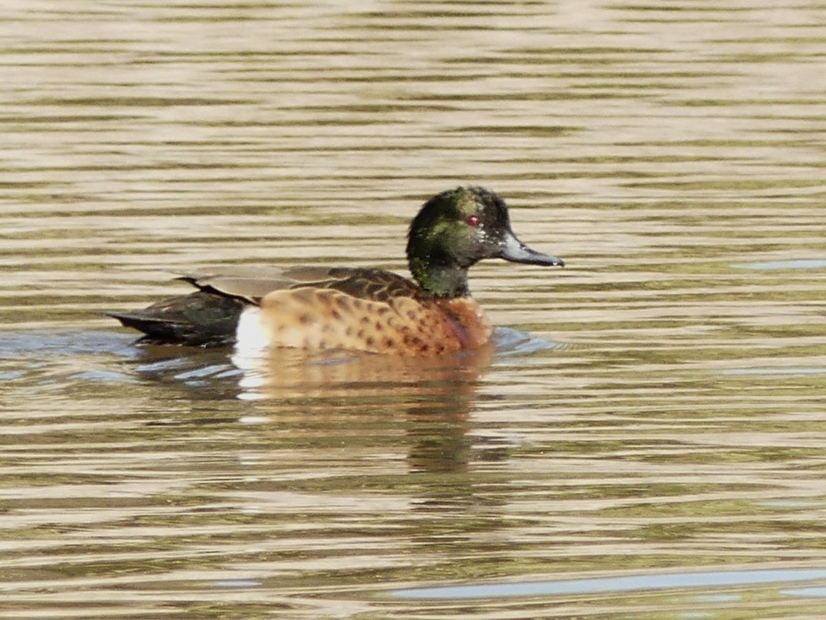 Chestnut Teal - ML642008775