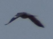 Common Wood-Pigeon - ML642008777