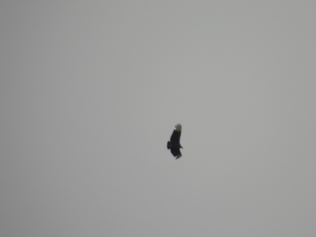 Black Vulture - ML642008779
