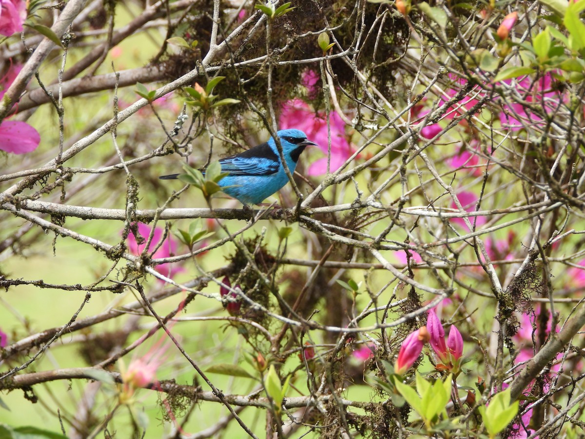 Blue Dacnis - ML642008781