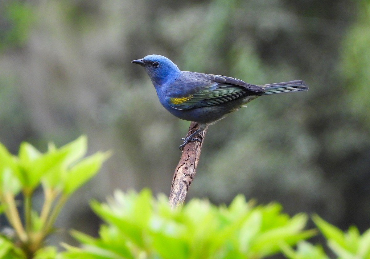 Golden-chevroned Tanager - ML642008784