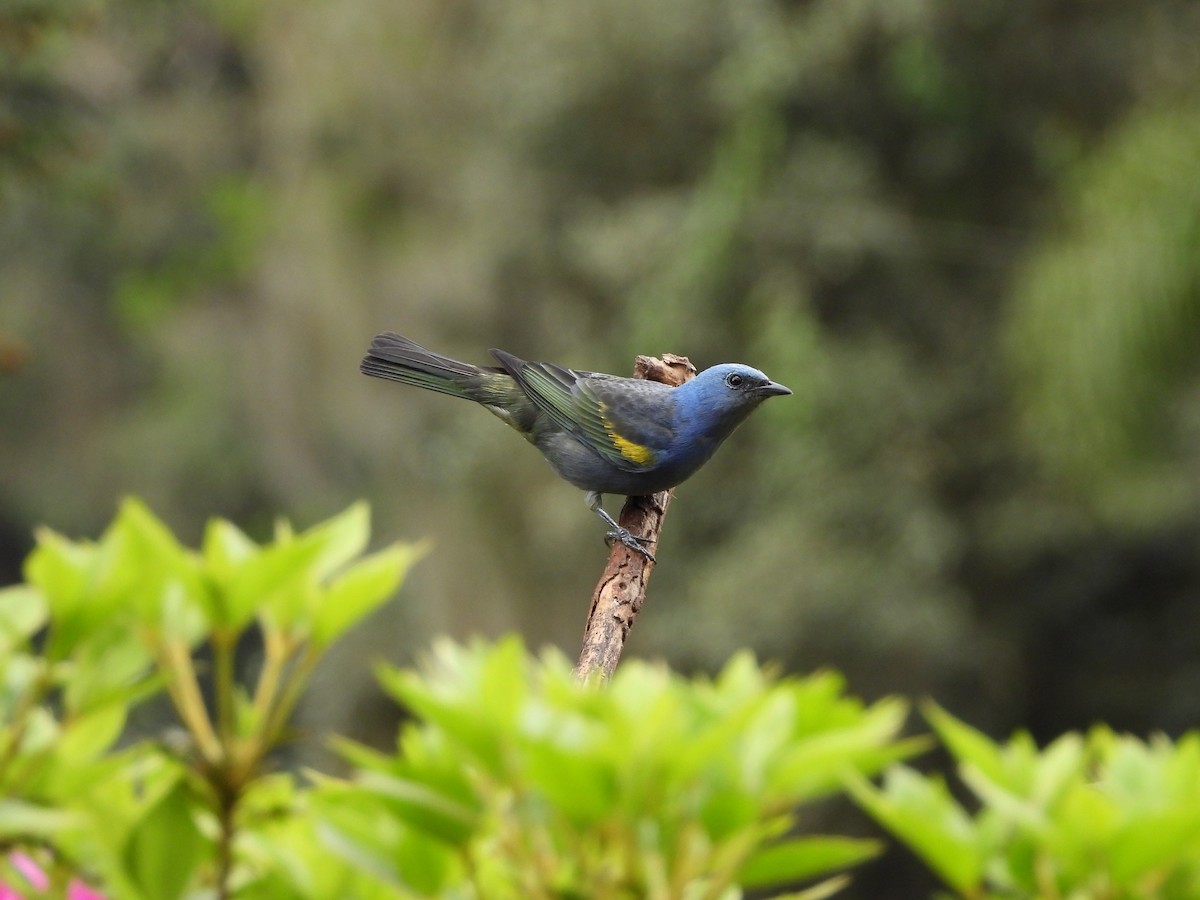 Golden-chevroned Tanager - ML642008785