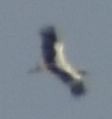 White Stork - ML642008790