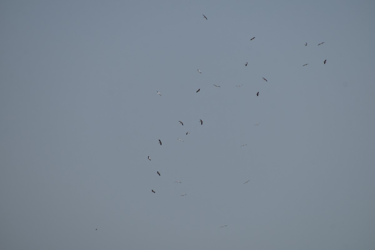 White Stork - ML642008791
