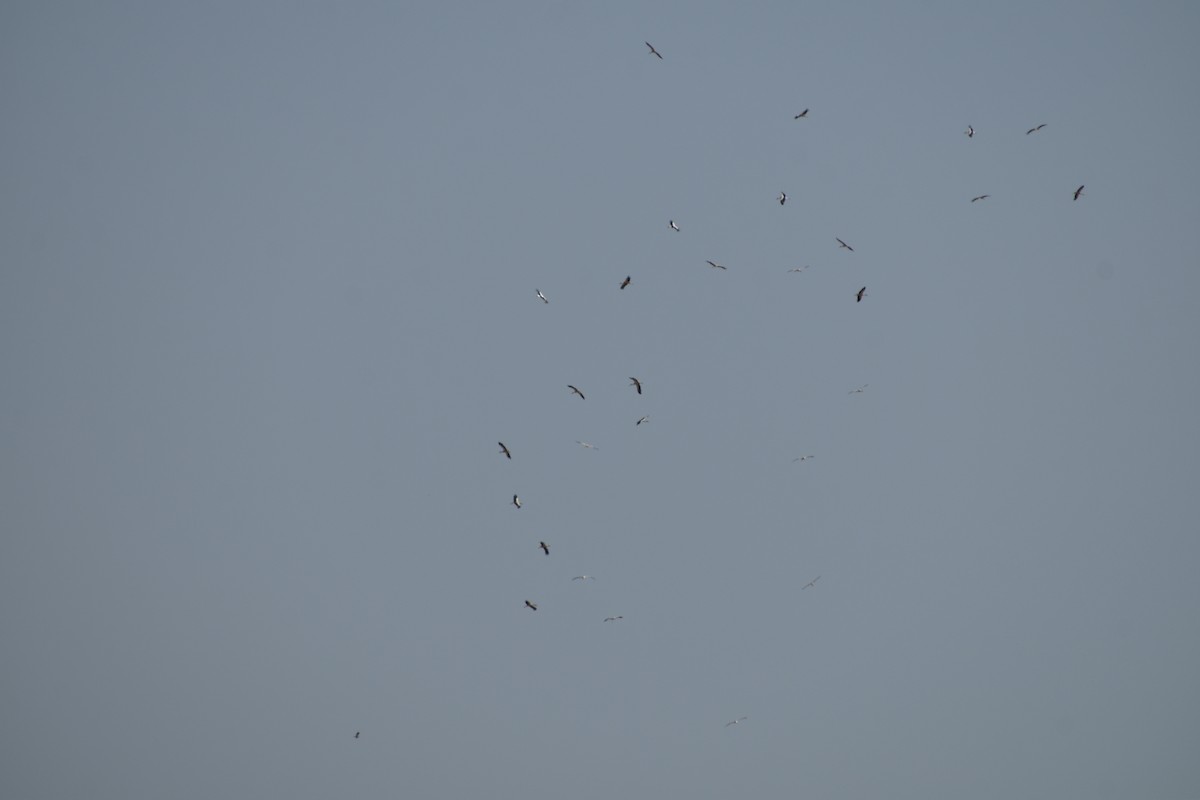 White Stork - ML642008792