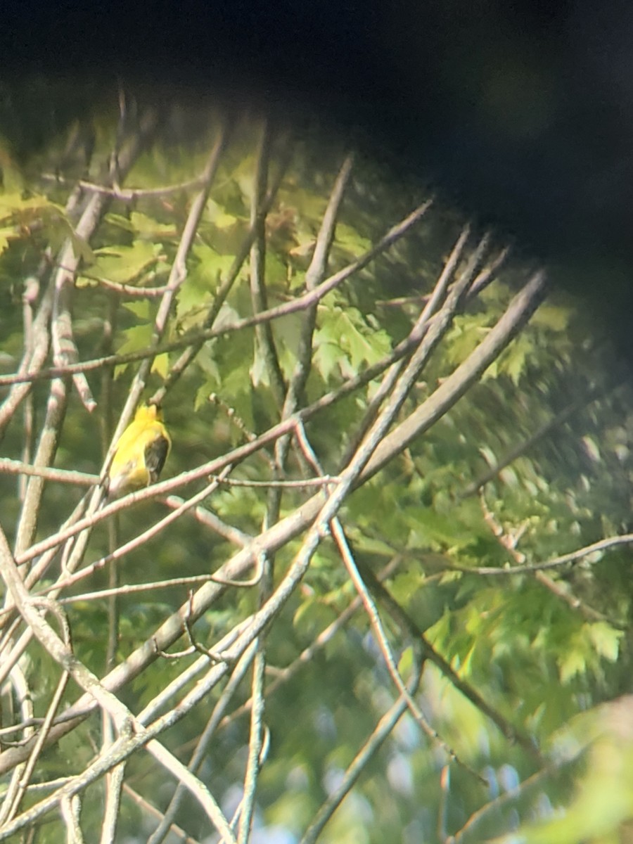 American Goldfinch - ML642008793
