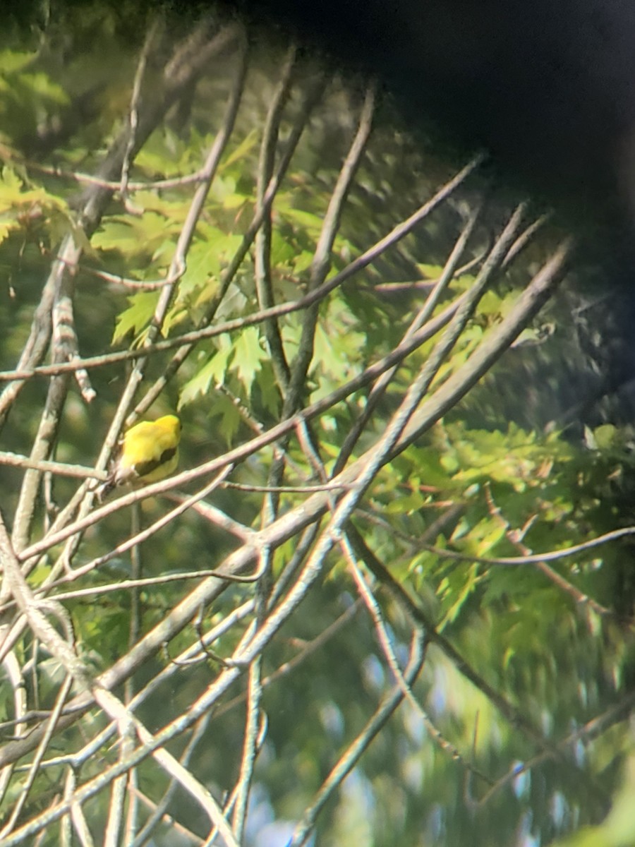 American Goldfinch - ML642008795