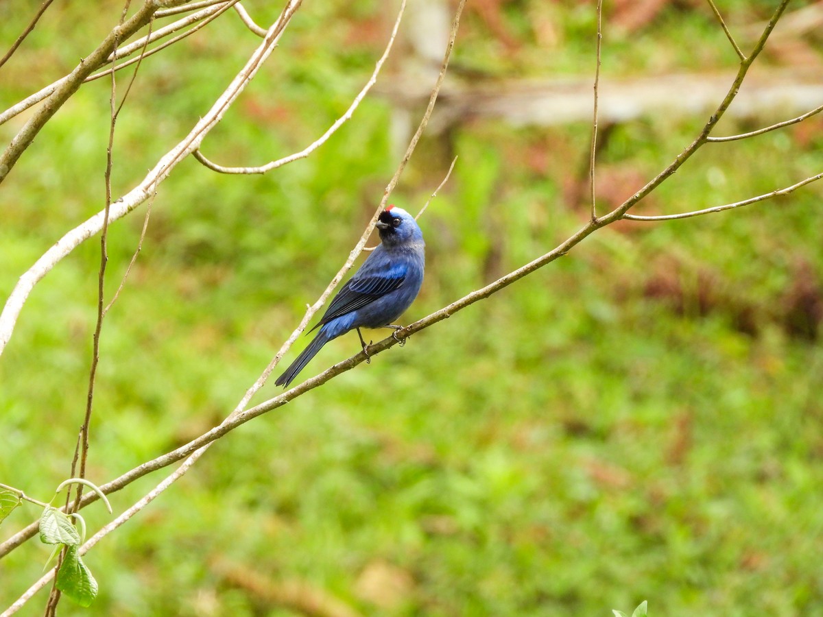 Diademed Tanager - ML642008796
