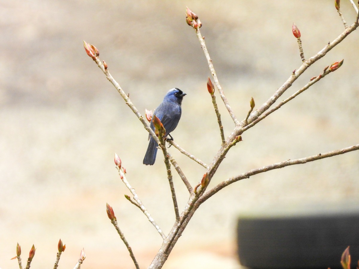 Diademed Tanager - ML642008798
