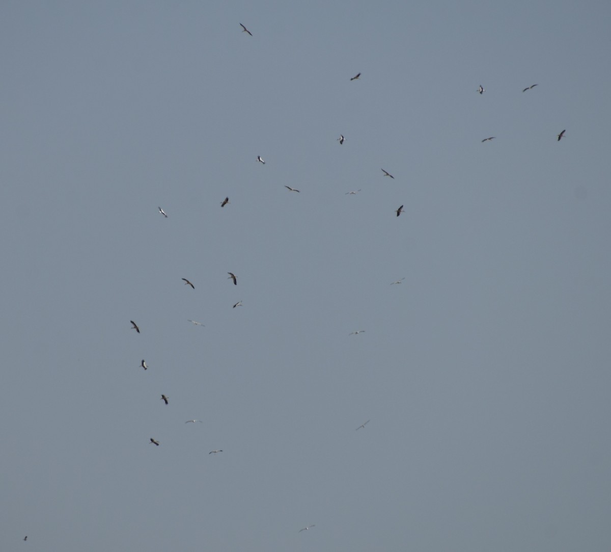 White Stork - ML642008799