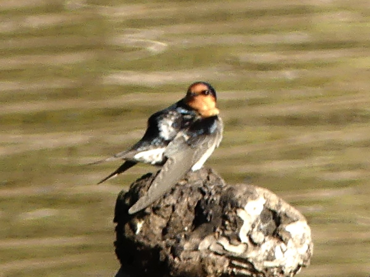 Welcome Swallow - ML642008800