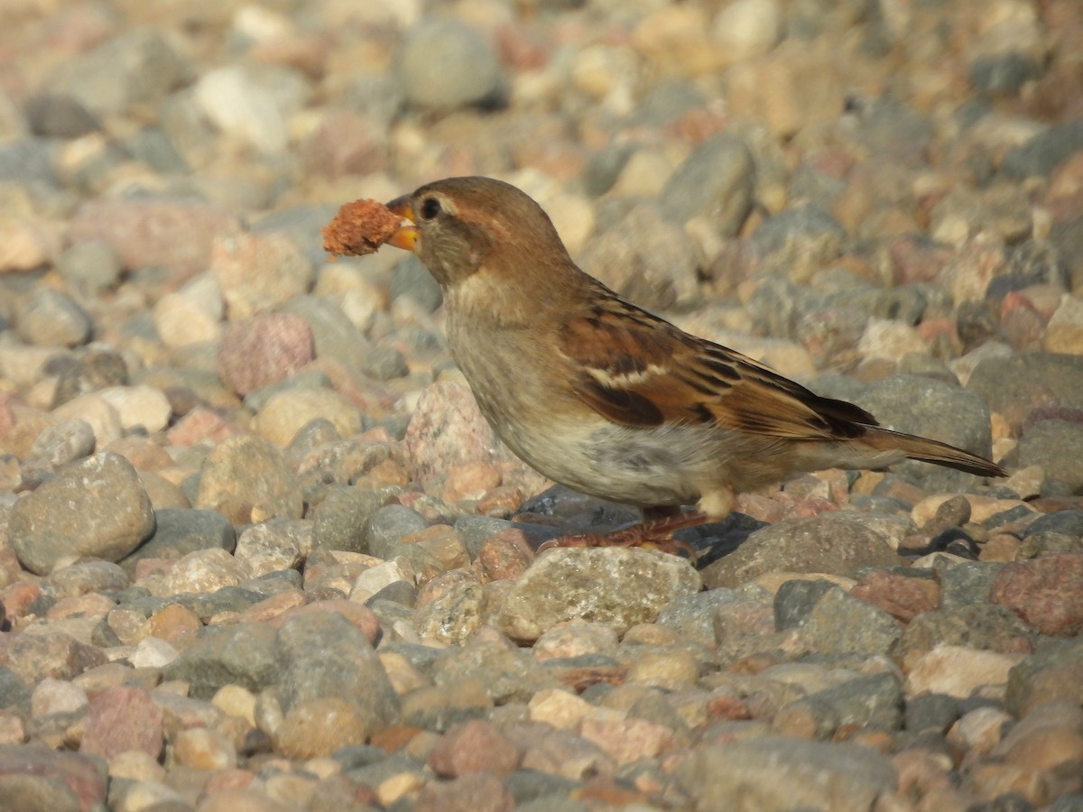 Moineau domestique - ML642008804