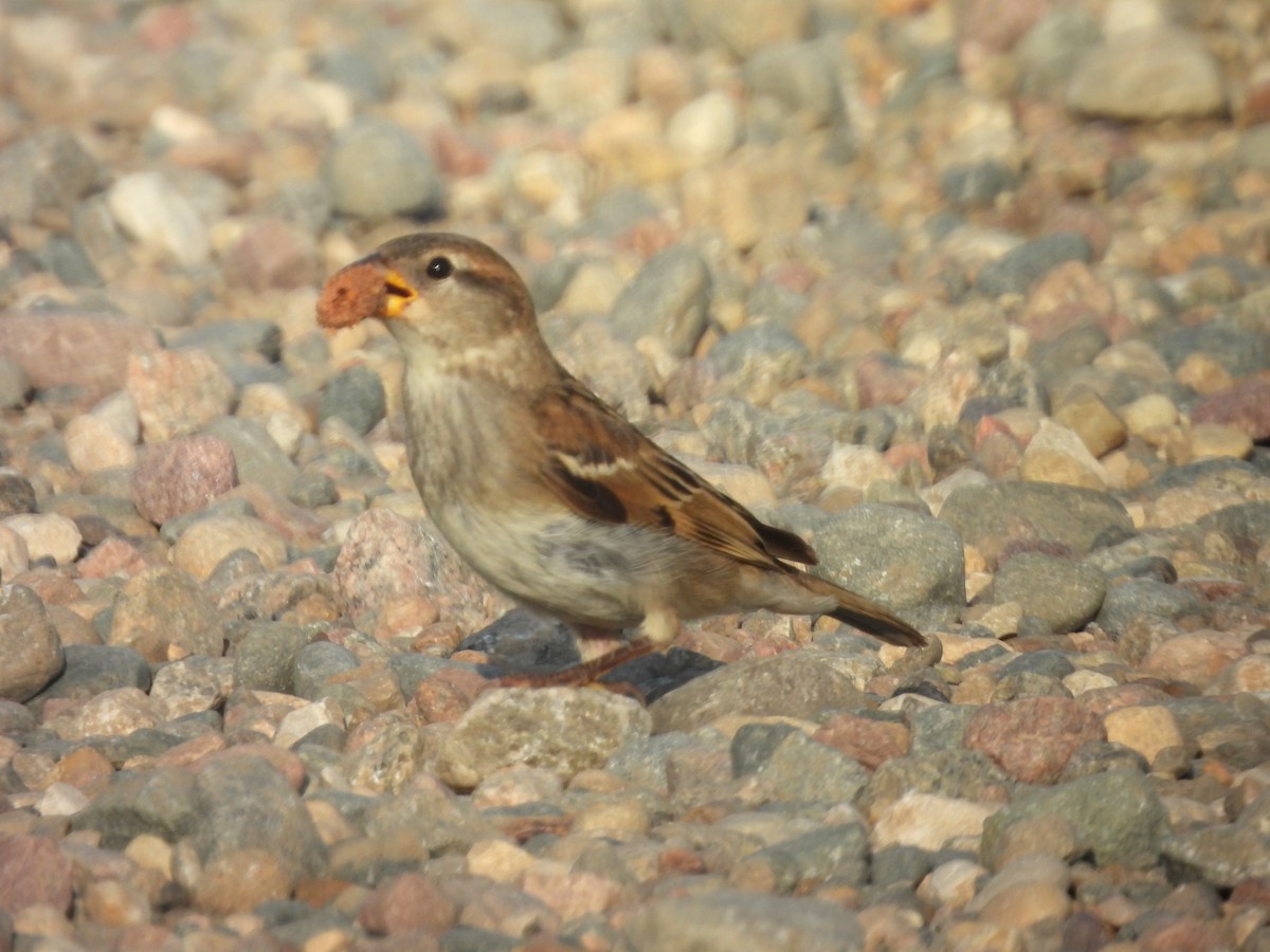 家麻雀 - ML642008805