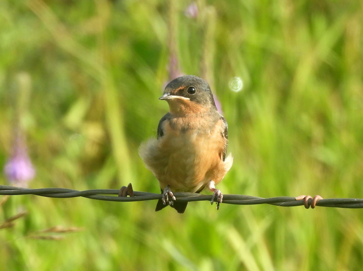 Hirondelle rustique (erythrogaster) - ML642008809