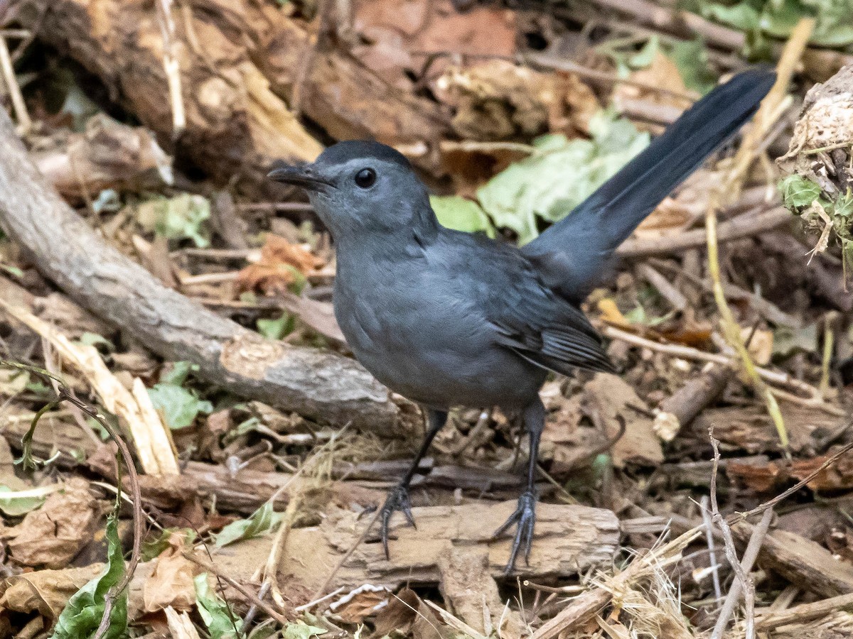 Gray Catbird - ML642008815